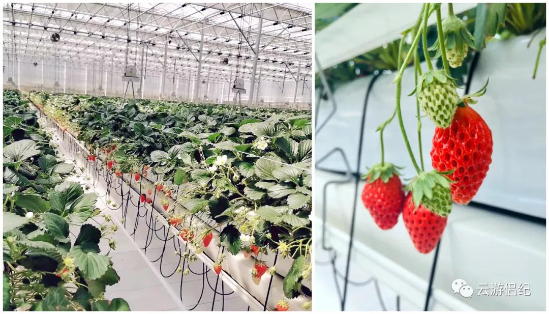 莓你不行壁纸,莓你不行表情包