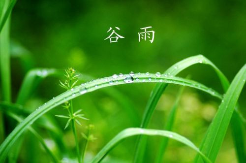 谷雨最美诗词,十首谷雨诗词留住最后一抹春色