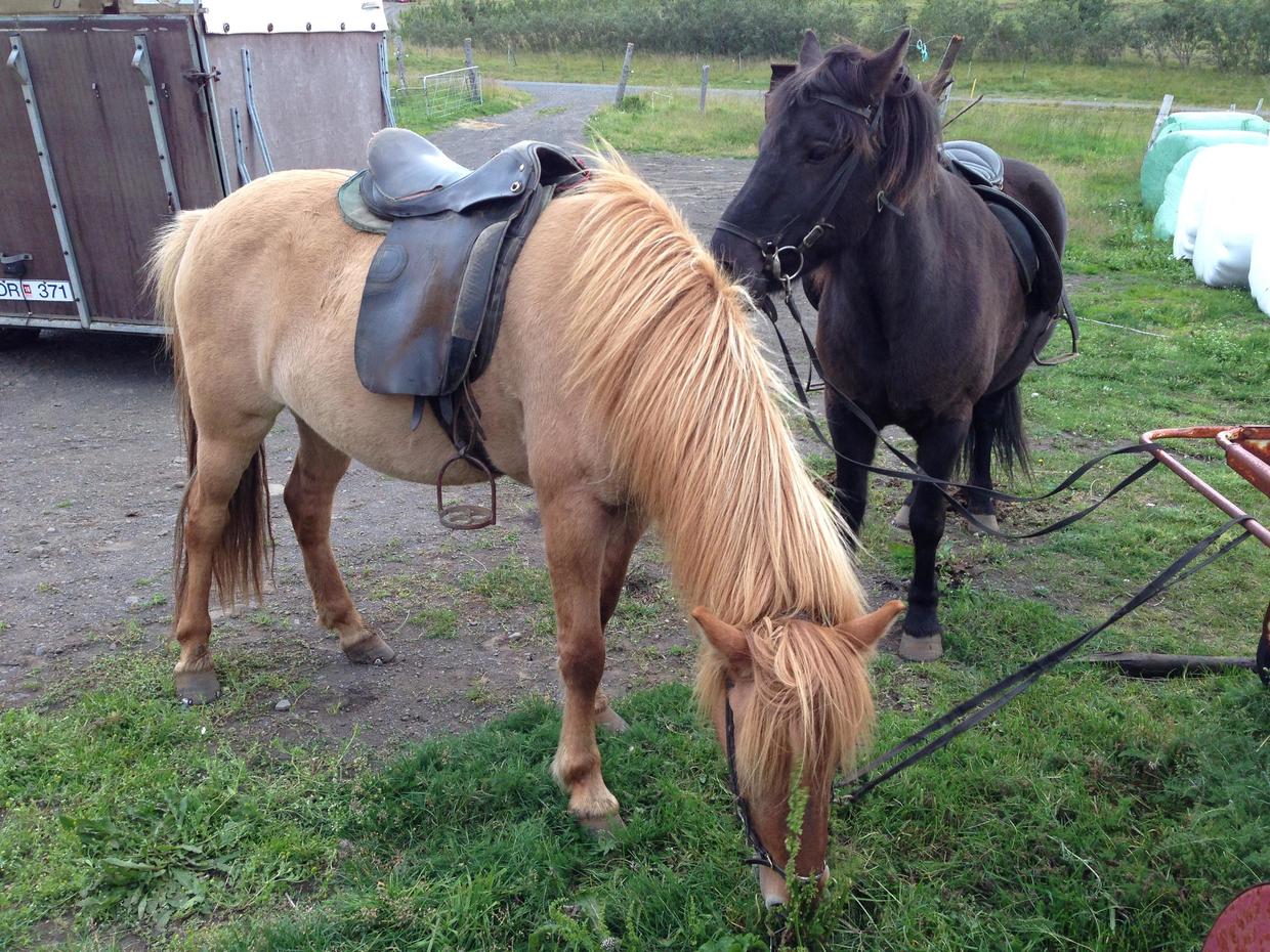 血统最纯正的冰岛马,最纯正的冰岛马