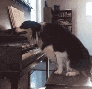 大型犬真的让人很有安全感,建议女生养的大型犬有安全感