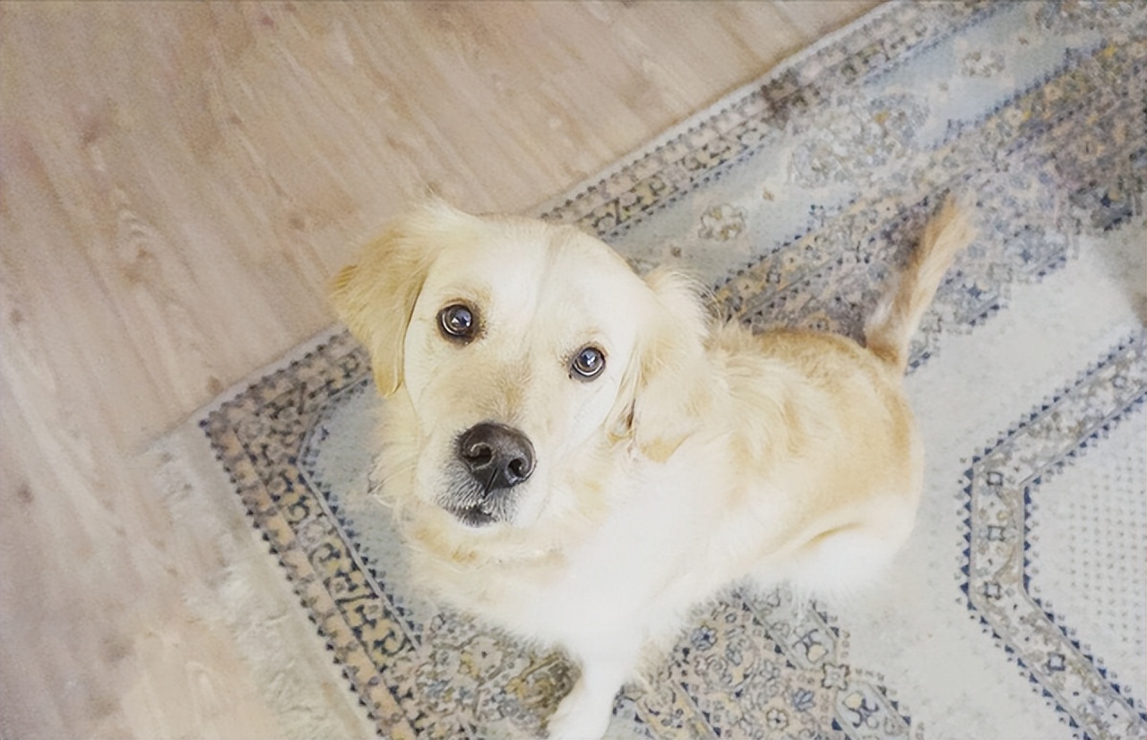 新人养狗首选什么狗,养狗首选这7种狗不贵又好养