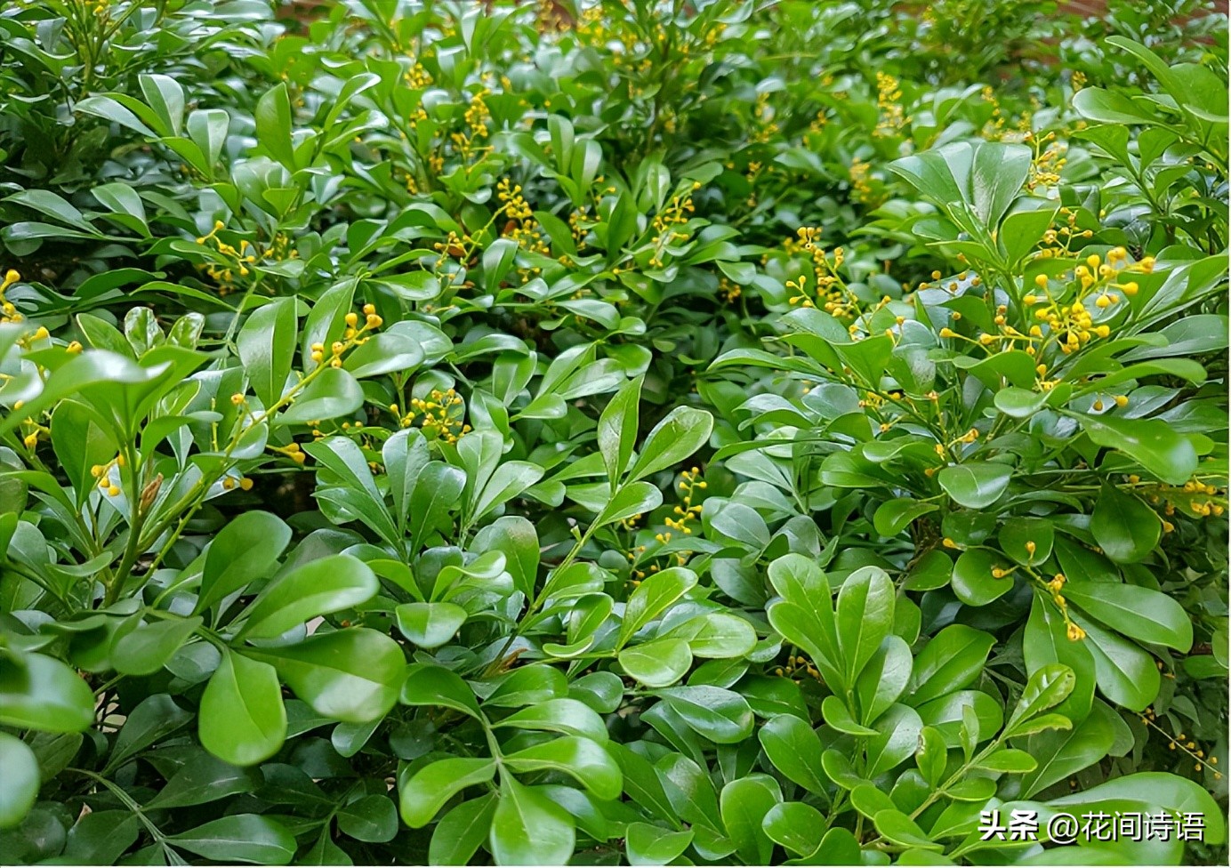 屋内除甲醛效果最好的方法,屋内除甲醛最好的方法