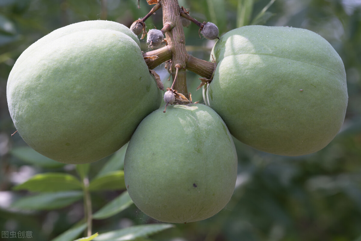 江西文冠果,文冠果是野生的吗