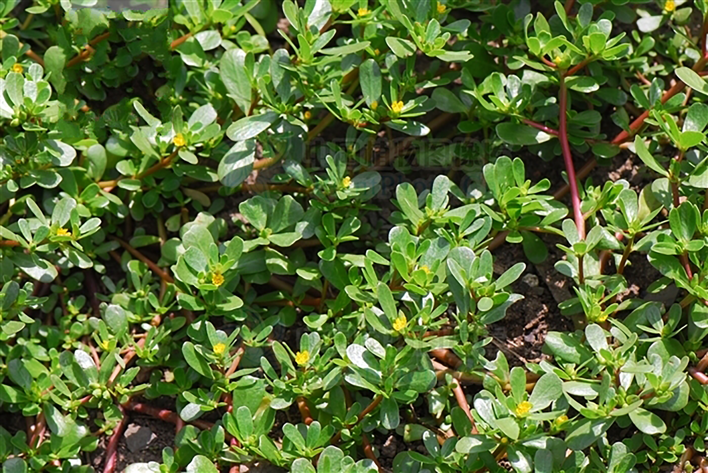 纯天然绿色食品马齿苋野菜美食,马齿苋是天然绿色食品
