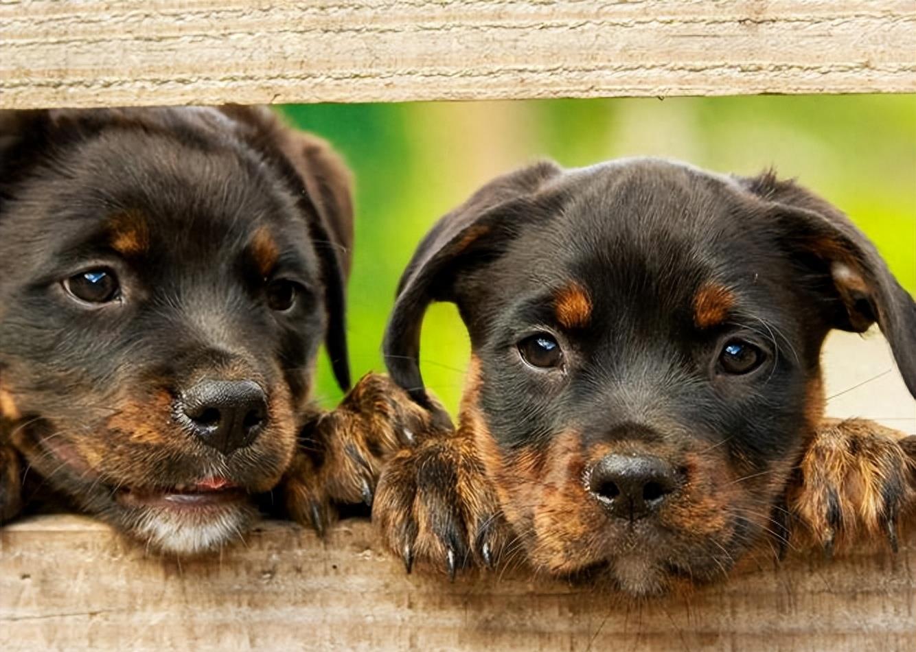 不懂就问，打断狗狗“交配”，会有什么后果？