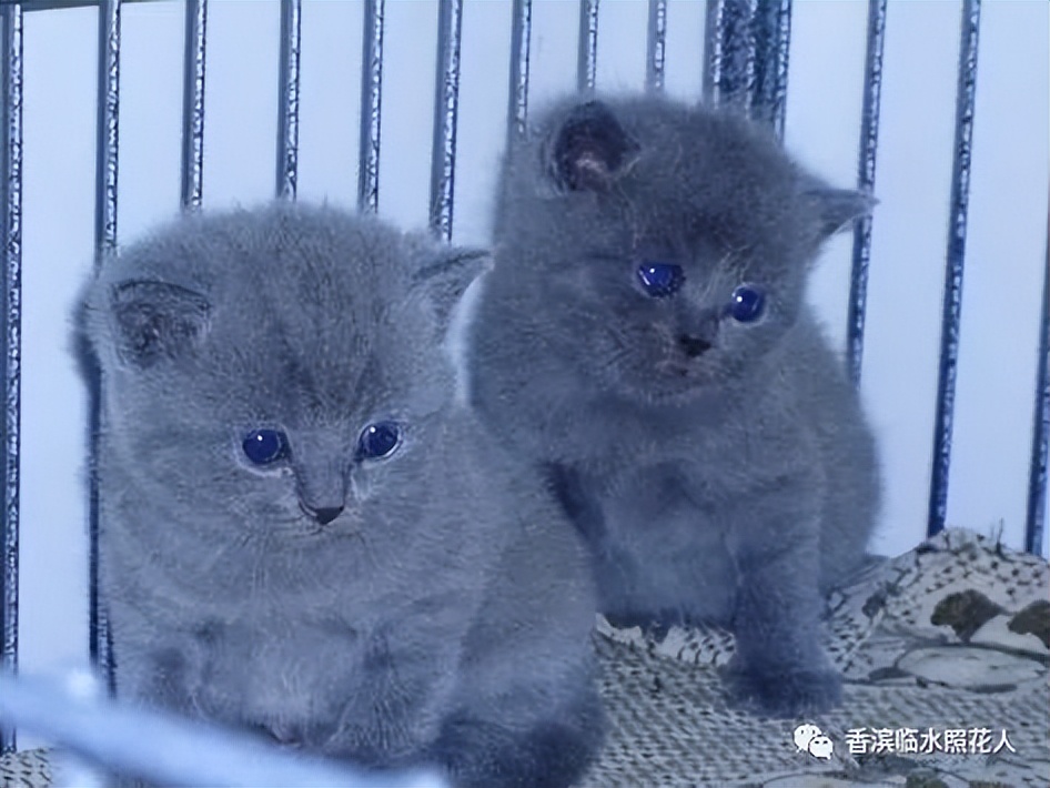 ​「五年级作文“我的心爱之物”」姜奕西《小猫》（二十四）