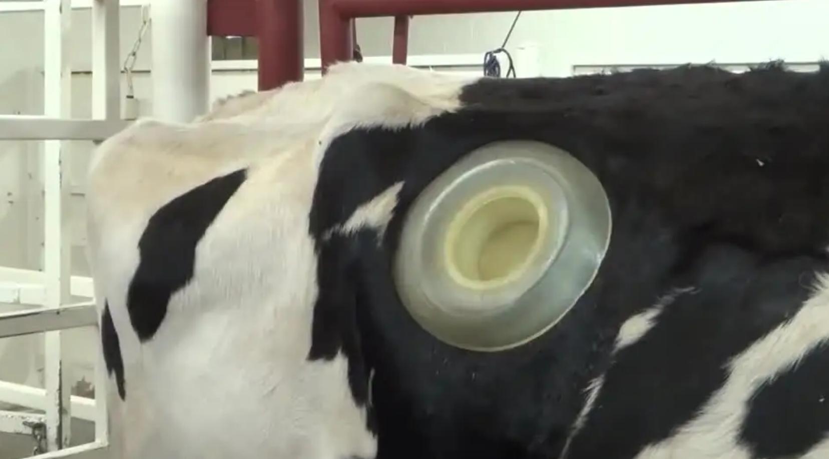 牛身上掏一个洞这对牛有何影响,为什么会在牛身上开洞