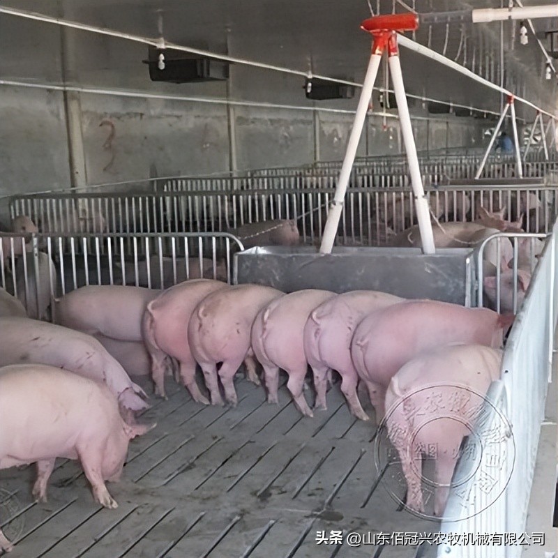 育肥猪漏粪地板猪舍建设,乌鲁木齐羊场漏粪地板