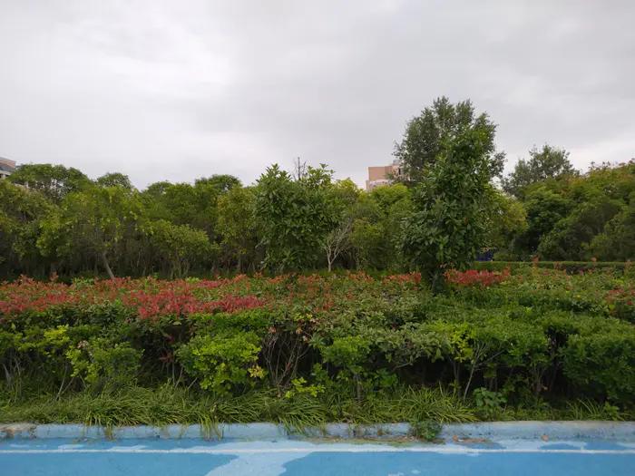 红叶石楠树篱怎么养护,红叶石楠树篱