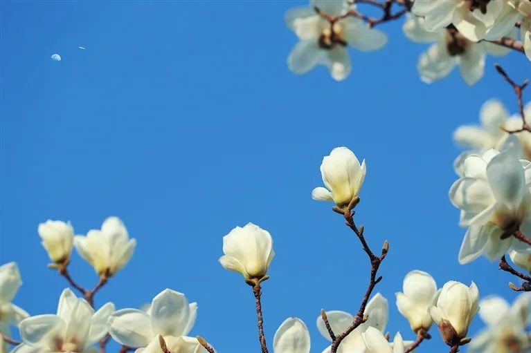 太原周边赏花地方,正是踏青时太原赏花路线图发布