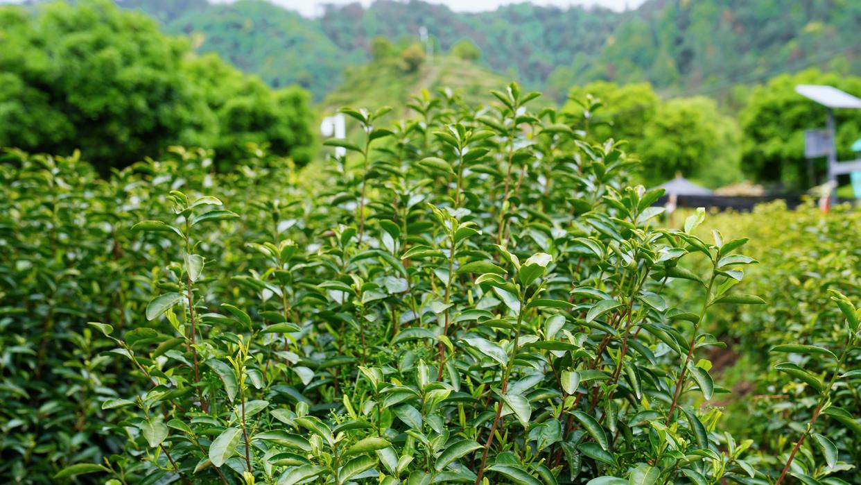 杭州自驾2小时，人间仙境，大美建德，美景美食美宿超实用攻略