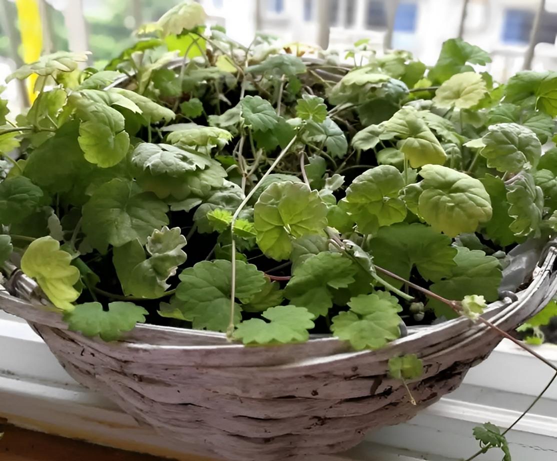 在溪边阴凉处，有1种肺风草，十分珍贵，看到挖走就赚了，别忽视