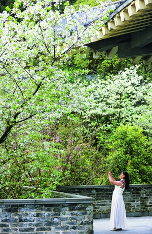 花开贵阳景如画,贵阳漫山遍野都是花的地方