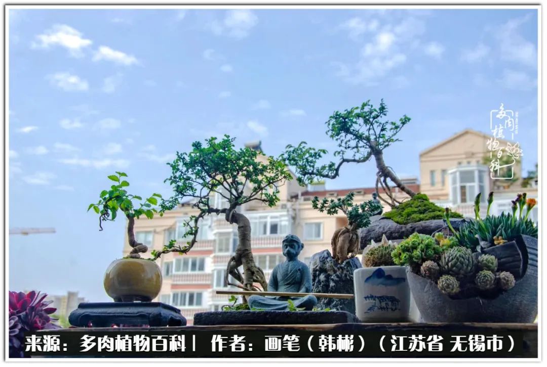 盆景多肉常遇到的问题,多肉盆景无穷小