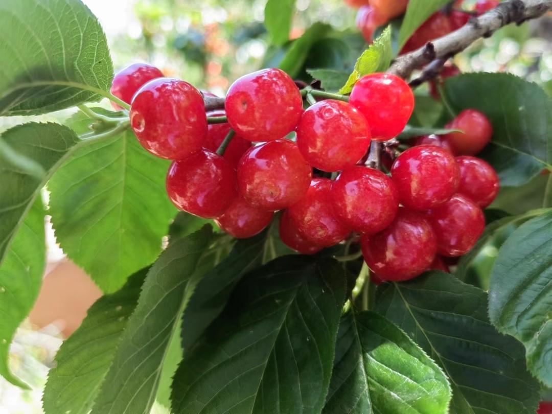德昌有什么好耍的地方,德昌有啥好玩的地方推荐一下