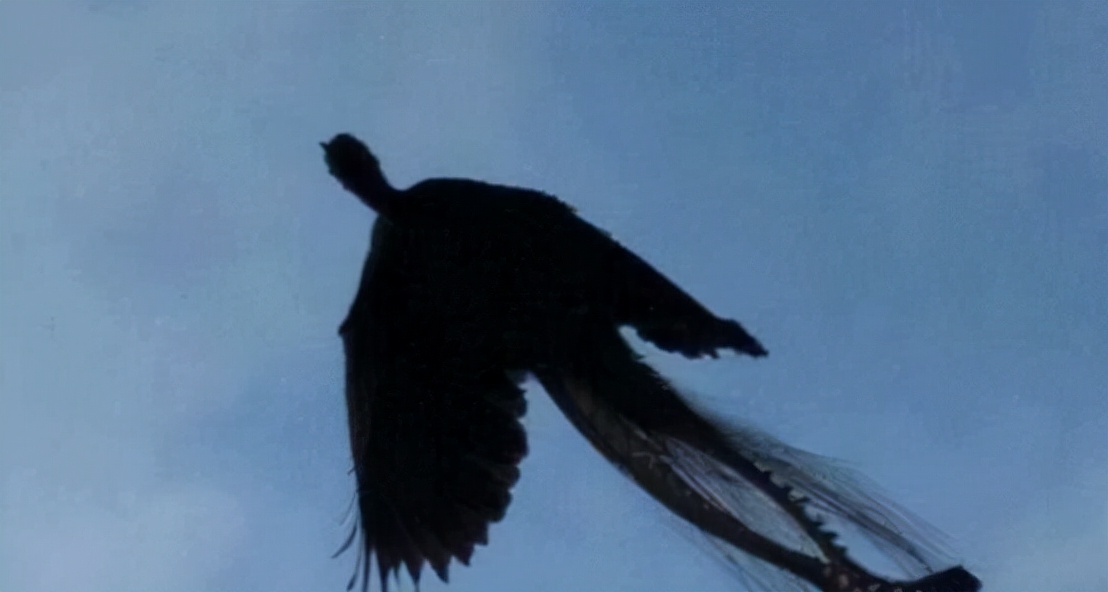 青岛上空凤凰,自然界有真凤凰鸟吗