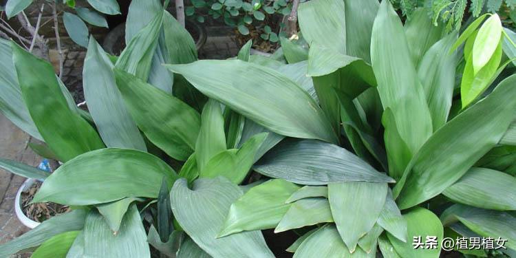 快速消除甲醛可以养哪些花,哪种花吸甲醛好养