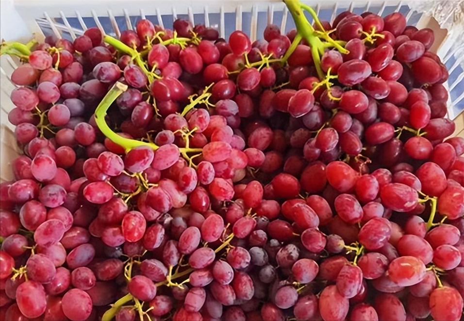中国红玫瑰葡萄是什么品种,中国红玫瑰葡萄现在多少钱一斤