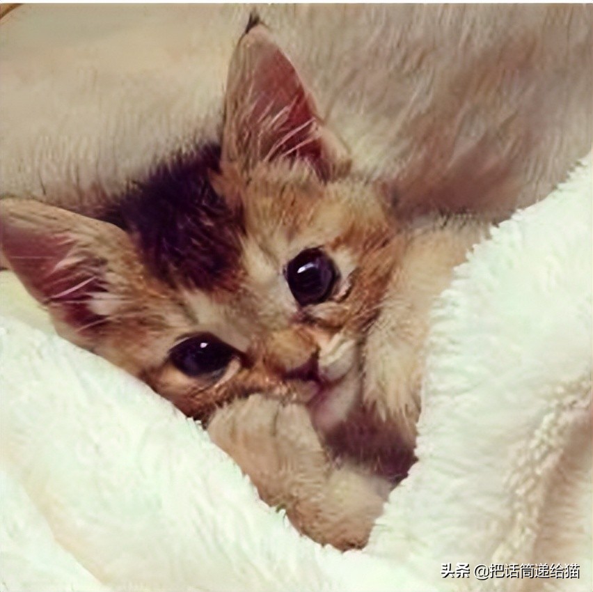 女孩救下一只差点被货车撞死的猫,小女孩救下乌鸦被夺走眼睛