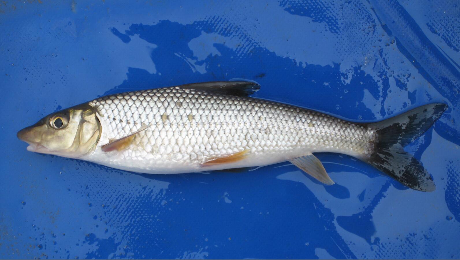 黑龙江鱼类大全名称,黑龙江十大出名鱼排名