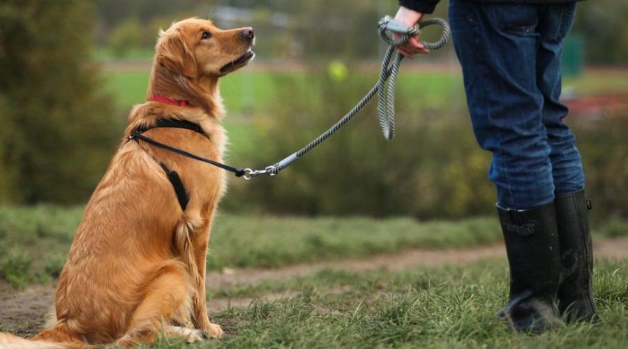 狗狗你最近有遇见烦心事吗,盘点狗狗有危险主人是什么反应