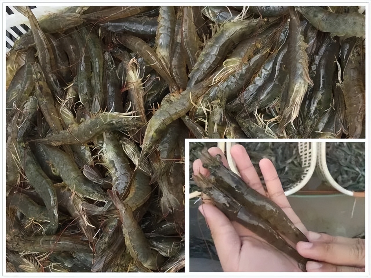 今日塘口最新虾价,水产市场最新行情虾