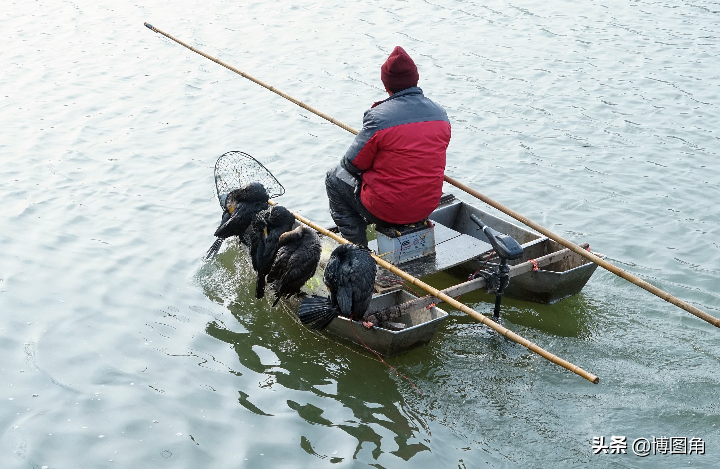 80年代农村鱼鹰捕鱼,渔民与鸬鹚捕鱼图片