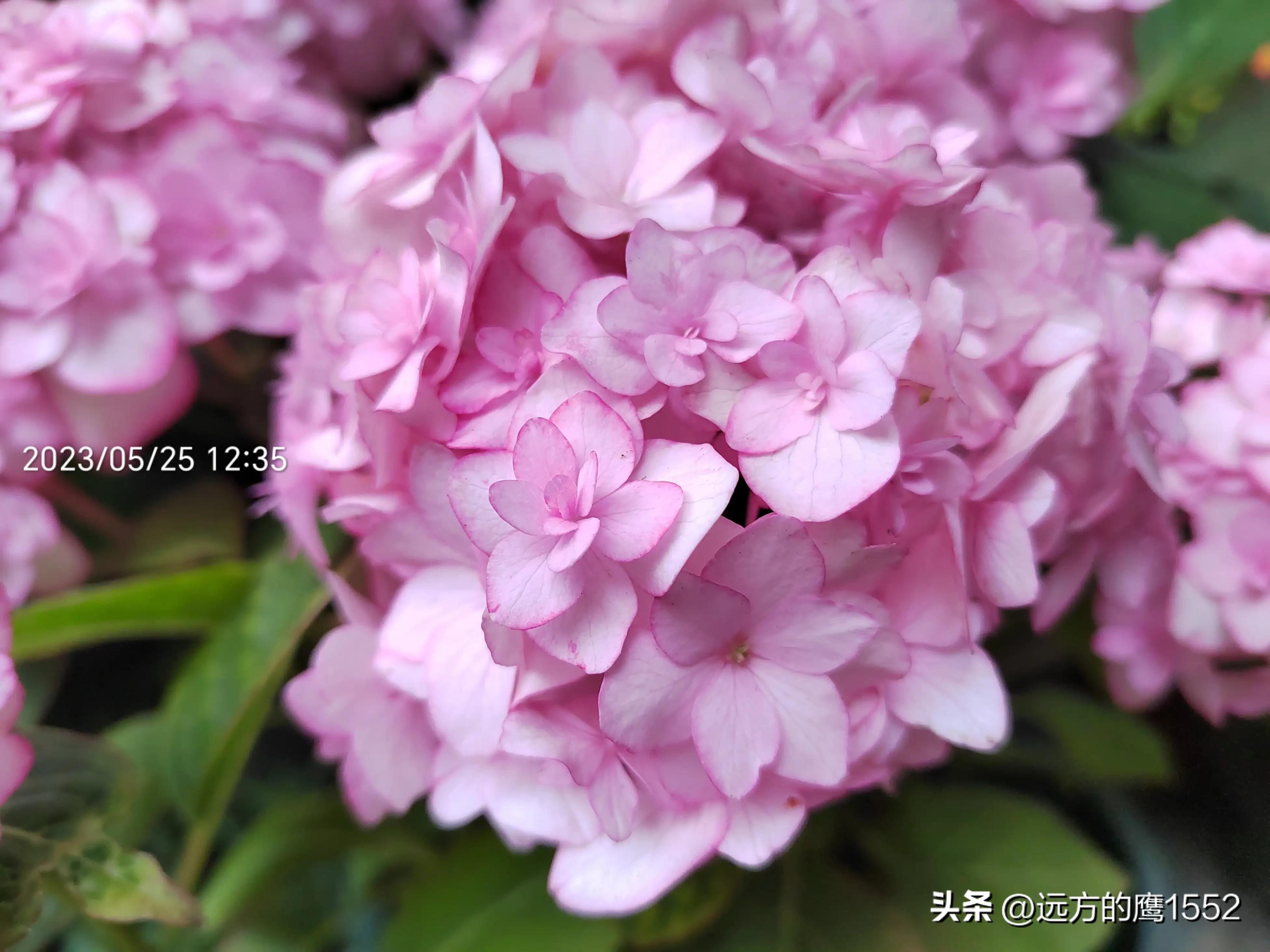 纱织小姐绣球是新老枝开花吗,绣球纱织小姐开花后的养护