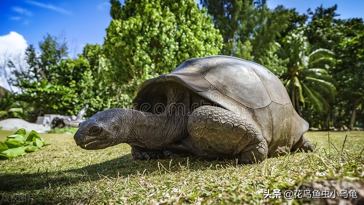 深水龟养单数还是双数好,风水中养龟养单数还是双数好