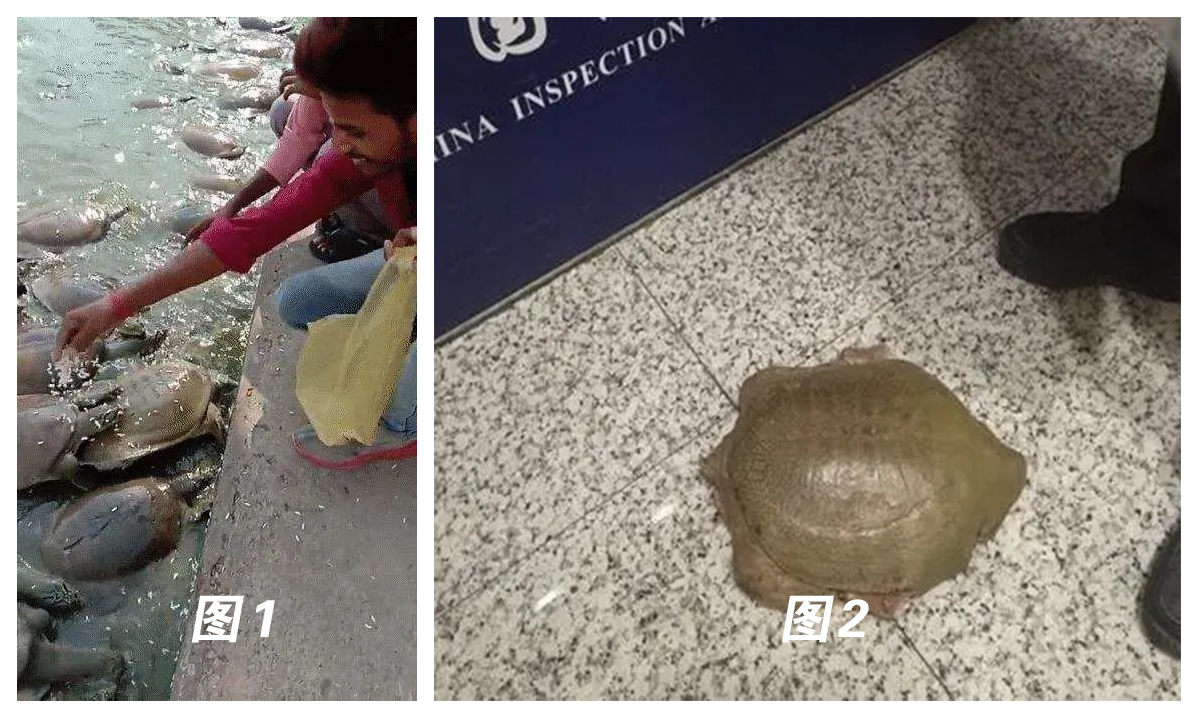 恒河鳖为啥无人敢吃,中国的恒河鳖