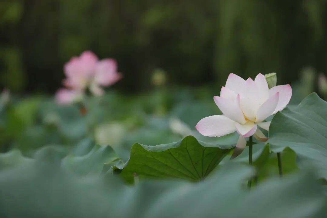 荷你有约环创,荷你有约完整视频