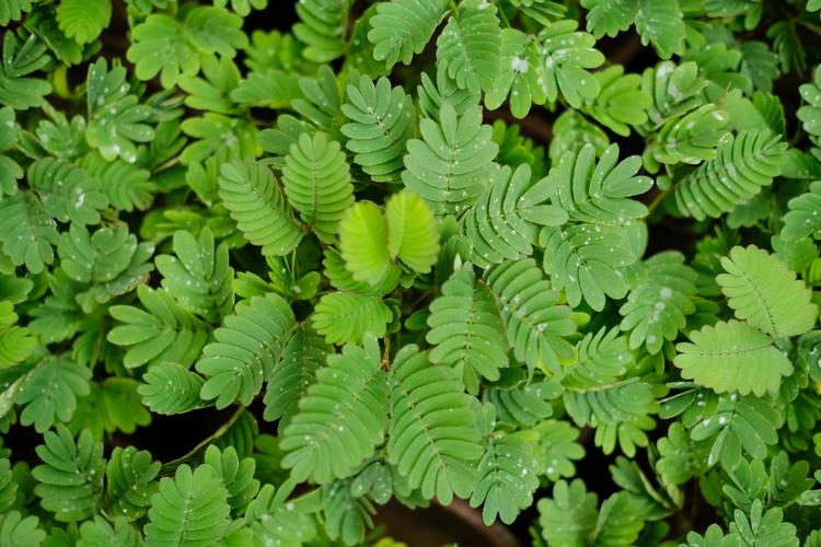 含羞草养护的基本方法,含羞草怎样养护才能开花