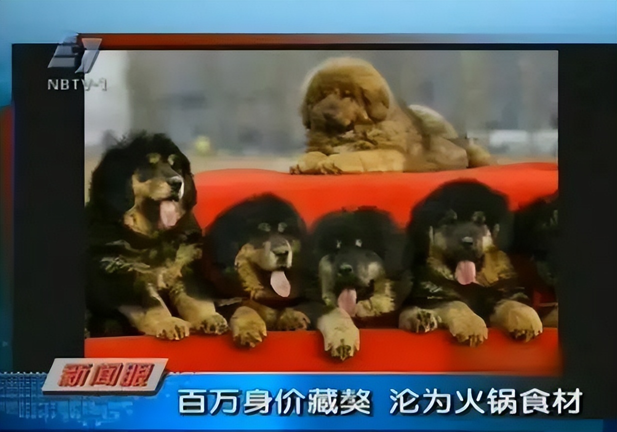 曾经4000万一只,如今白送也没人要!最大市场泡沫吹破了