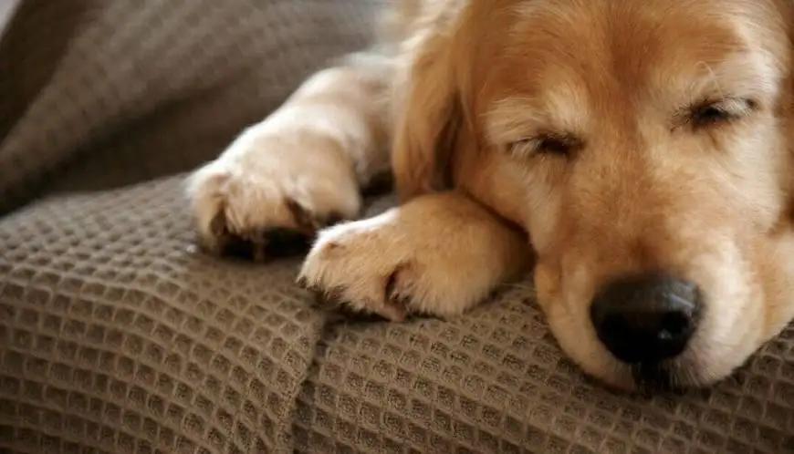 狗狗吐黄水该怎么治疗,狗狗吐黄水最好的解决办法