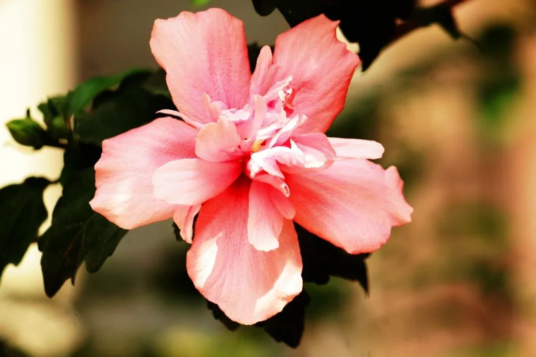 赏花的绝美诗句,赏花最好的十首诗