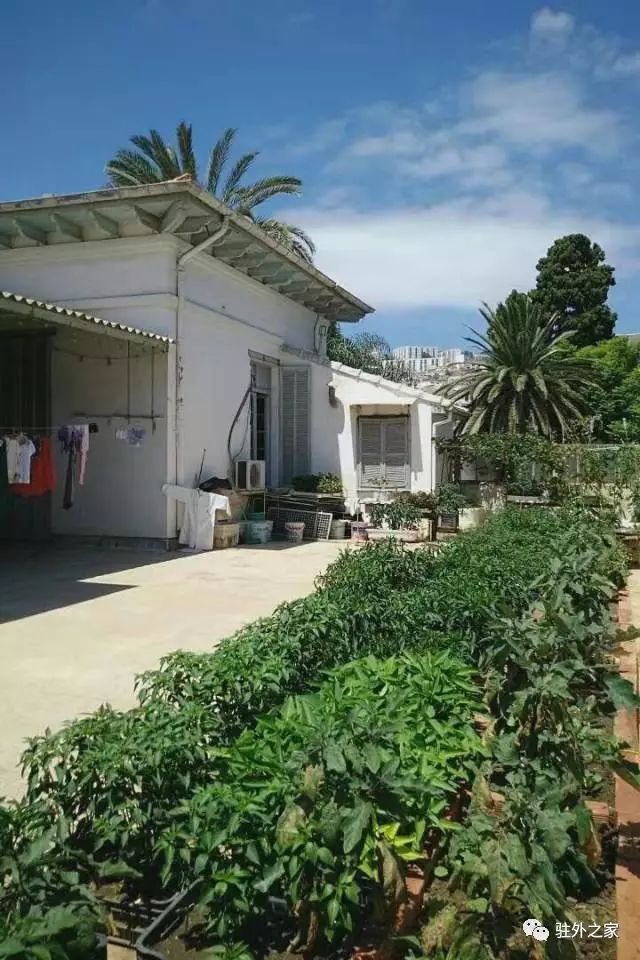 驻外人的“花花世界”——且看菜园变花园