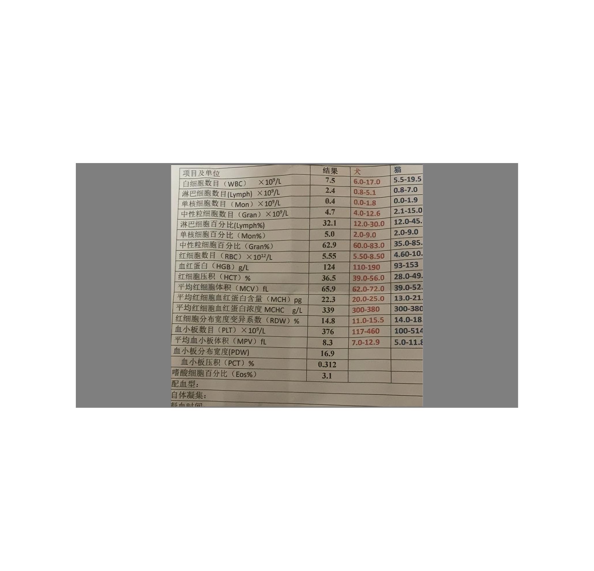 细小痊愈后多久能接触别的狗狗,细小治愈之后不活泼了