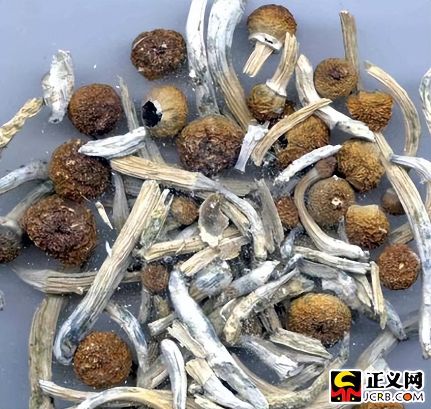 采蘑菇的小姑娘被抓了,22岁姑娘售卖毒品获刑三年