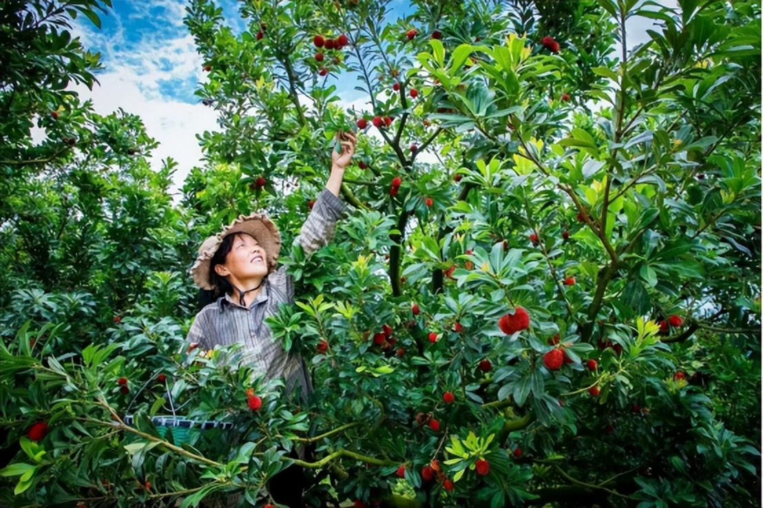 带你们体验摘杨梅的乐趣,酸酸甜甜的杨梅有谁陪我一起采摘