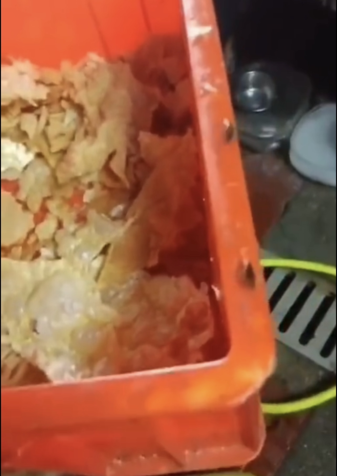 深圳一餐饮店外卖惊现数只蟑螂,深圳知名餐厅后厨曝光