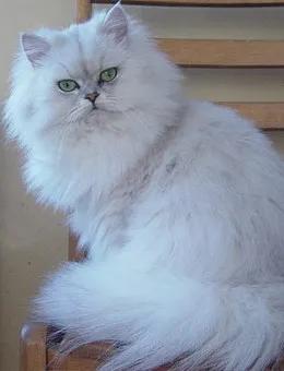 宠物猫排行榜前十名视频,中国十大宠物猫排行榜