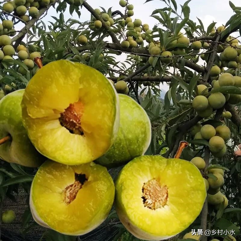 蜂糖李种植在哪些地方品质比较好,种植蜂糖李利润