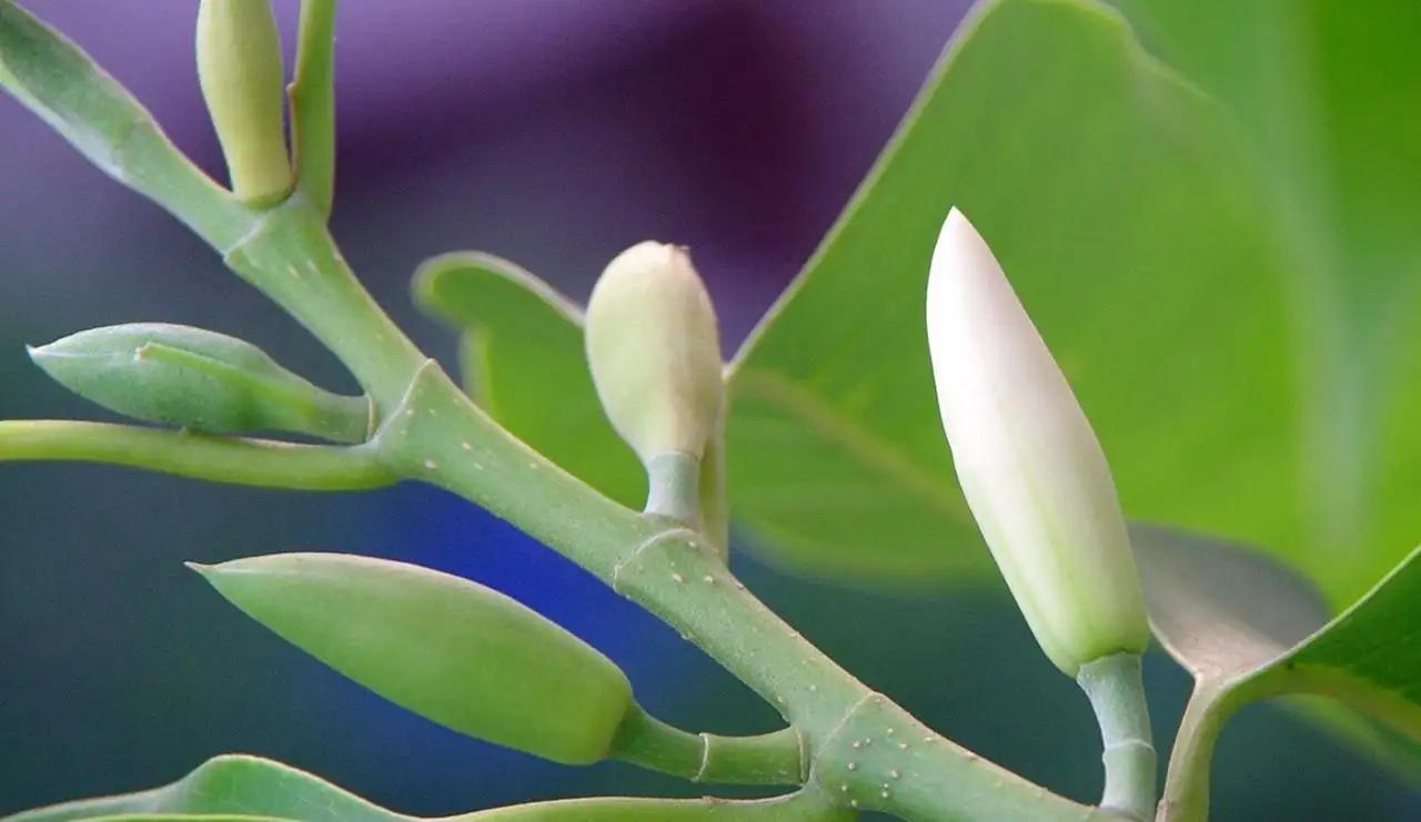 白兰花开花多有什么办法,白兰花什么时候开花是最佳时间