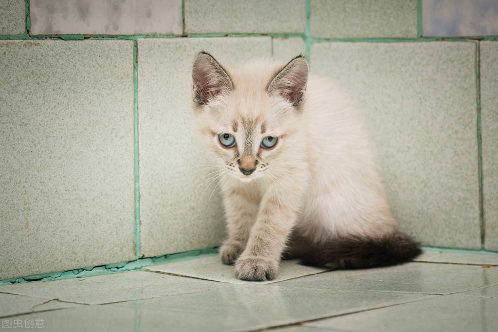 被猫咬了不用打狂犬疫苗,被猫咬了不用打狂犬疫苗吗