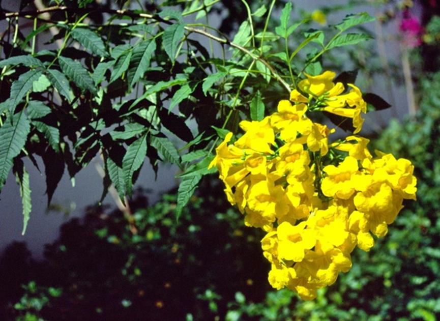 迪拜适合养什么植物,迪拜常见花草