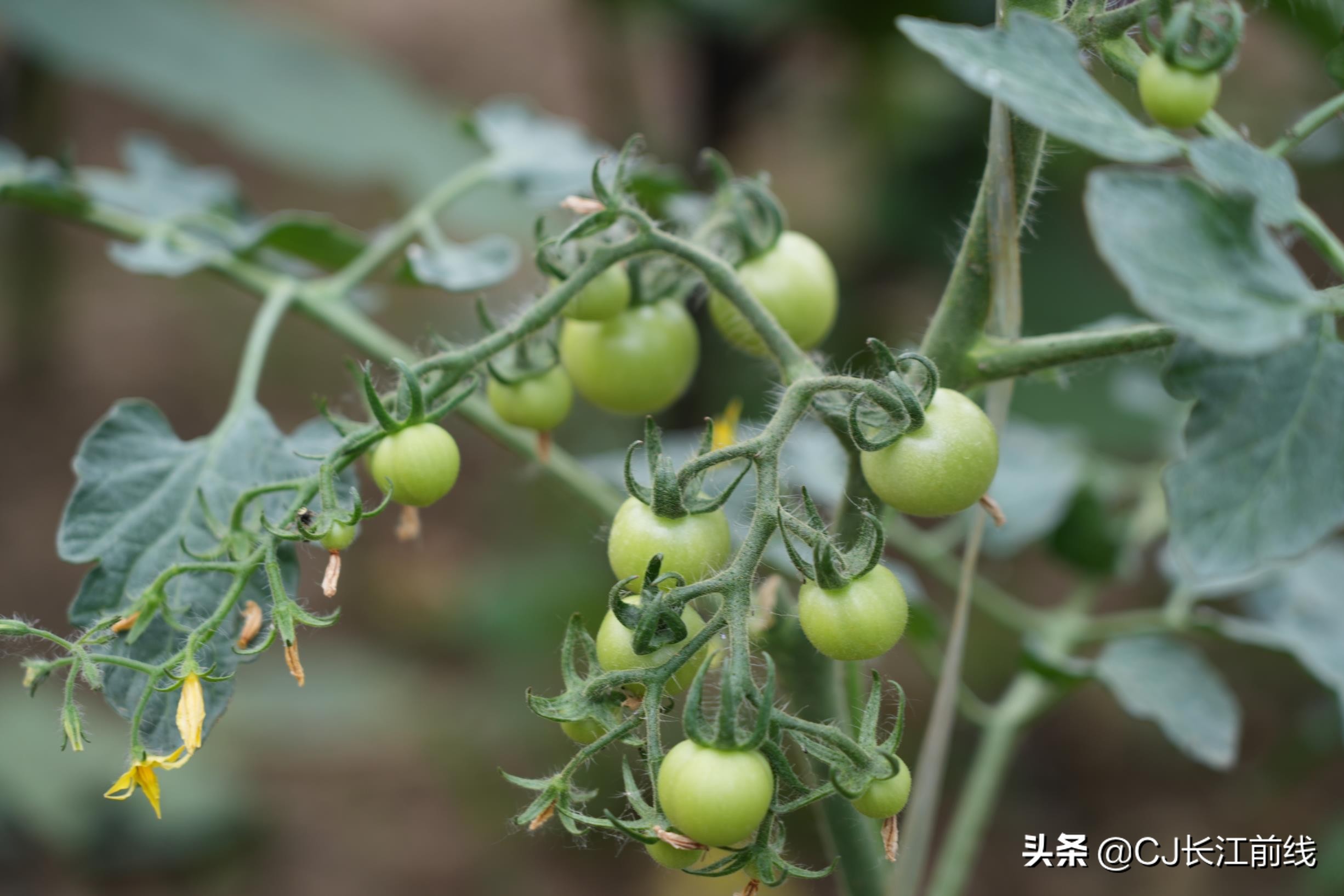 河南淮滨:乡政府旁的“樊家花园”(组图)