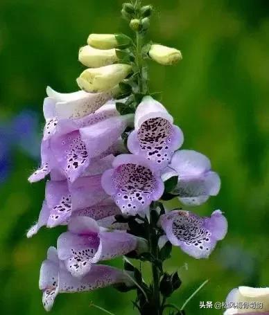 花儿朵朵开，香艳惹人爱，闻香觅花来，弄花香满衣