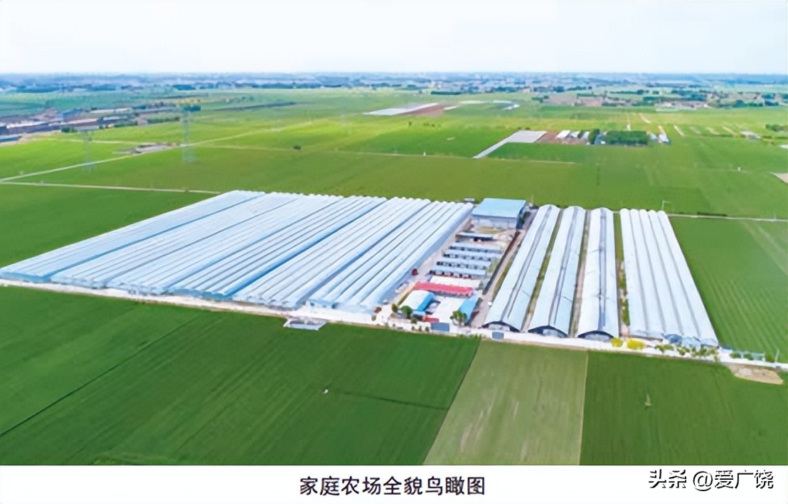 广饶张守凤家庭农场,广饶县张守凤家庭农场在哪里