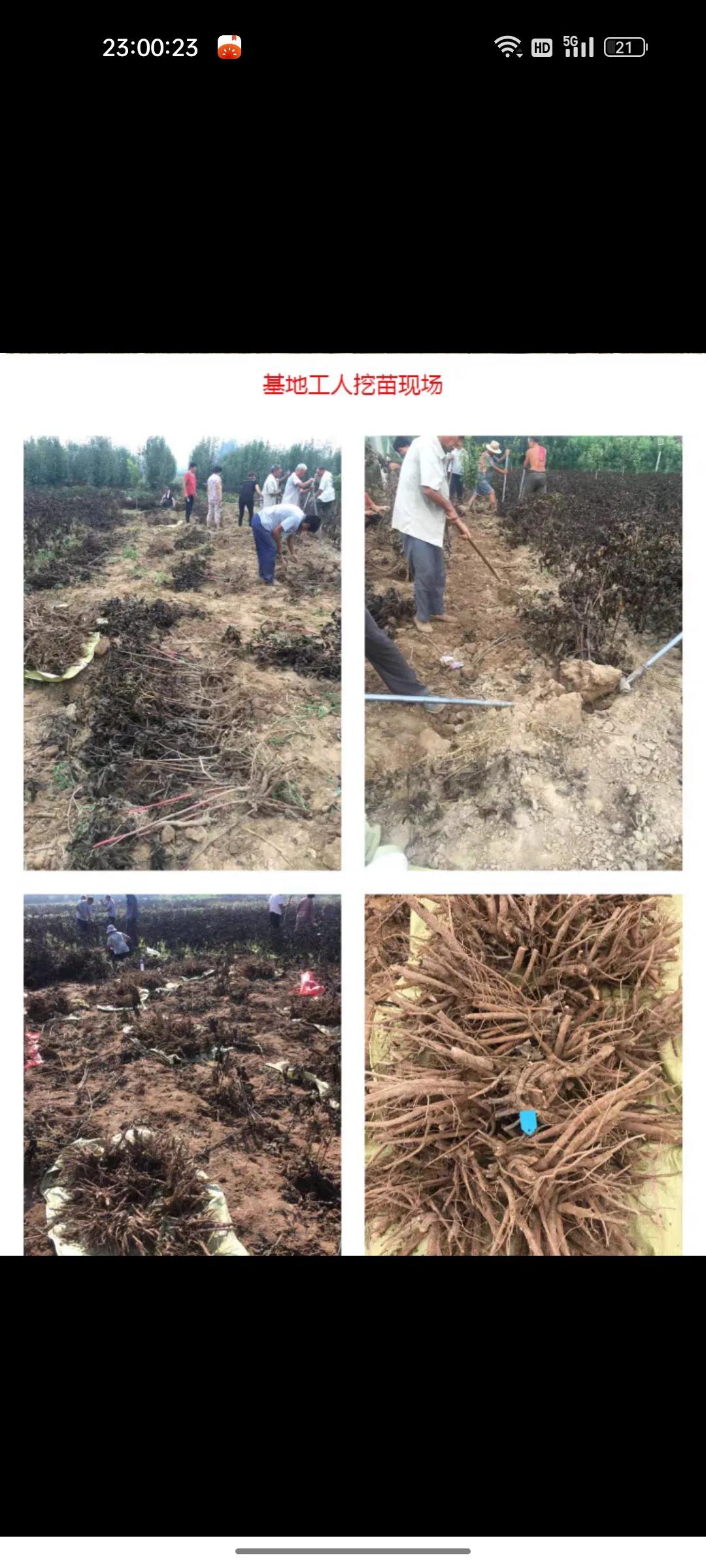 网上卖假花靠谱吗,花卉市场骗人的套路