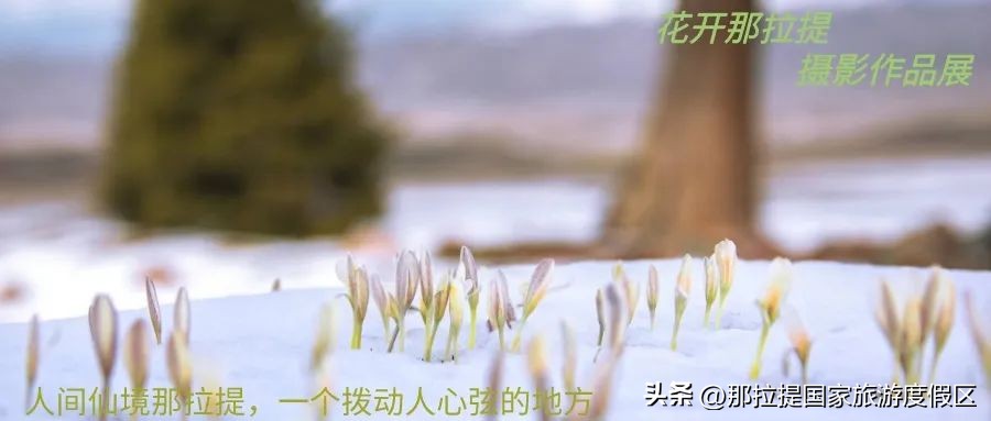 花开那拉提完整版,野百合的春天摄影作品欣赏